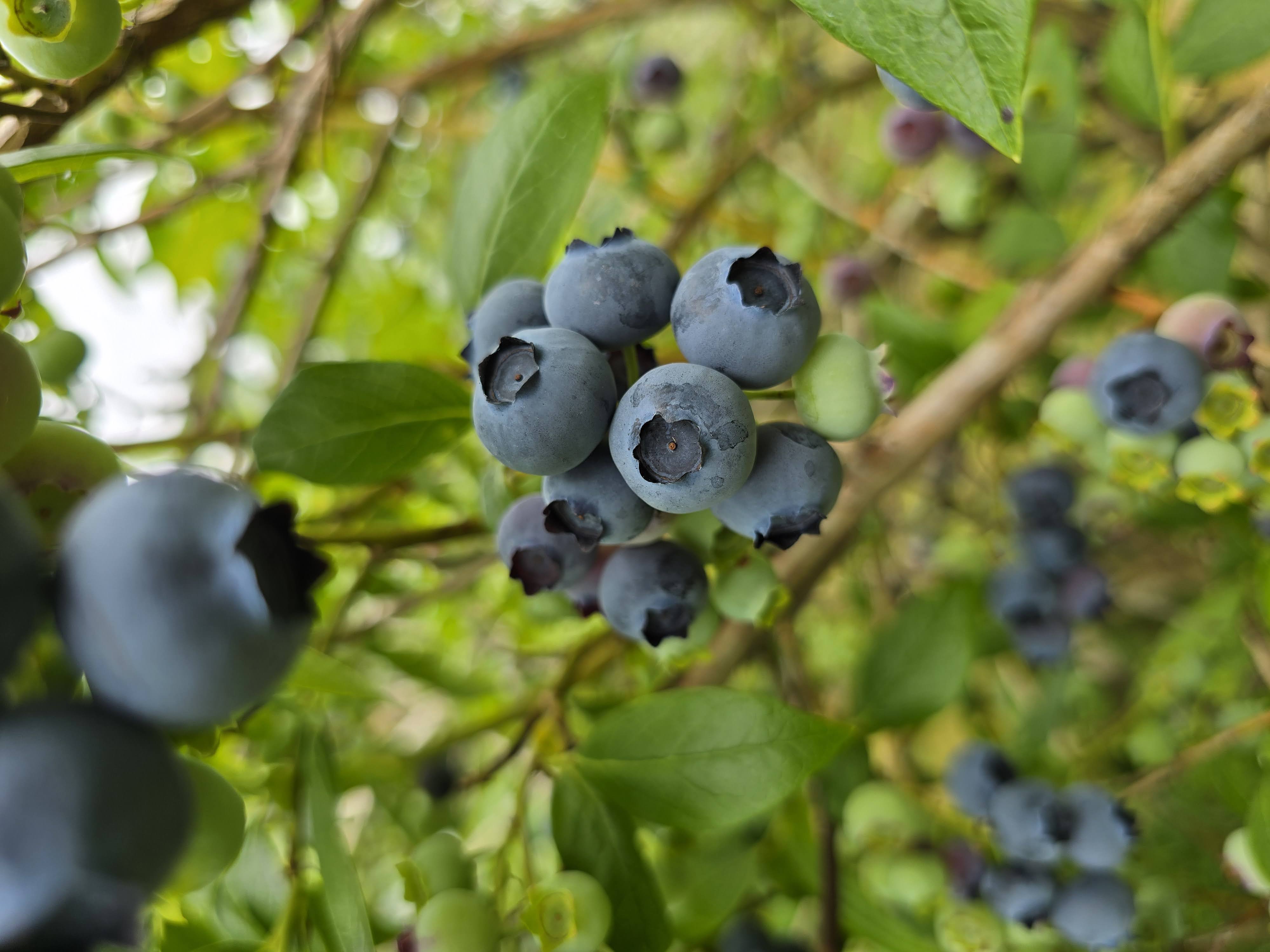 Fresh blueberries from Suter Farms
